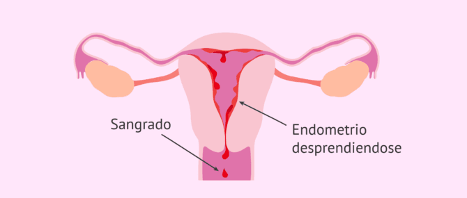 Imagen: ¿Qué ocurre con el endometrio en la menstruación?