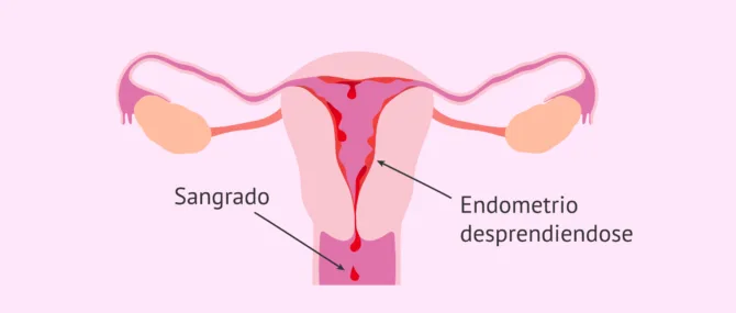 Imagen: ¿Qué ocurre con el endometrio en la menstruación?