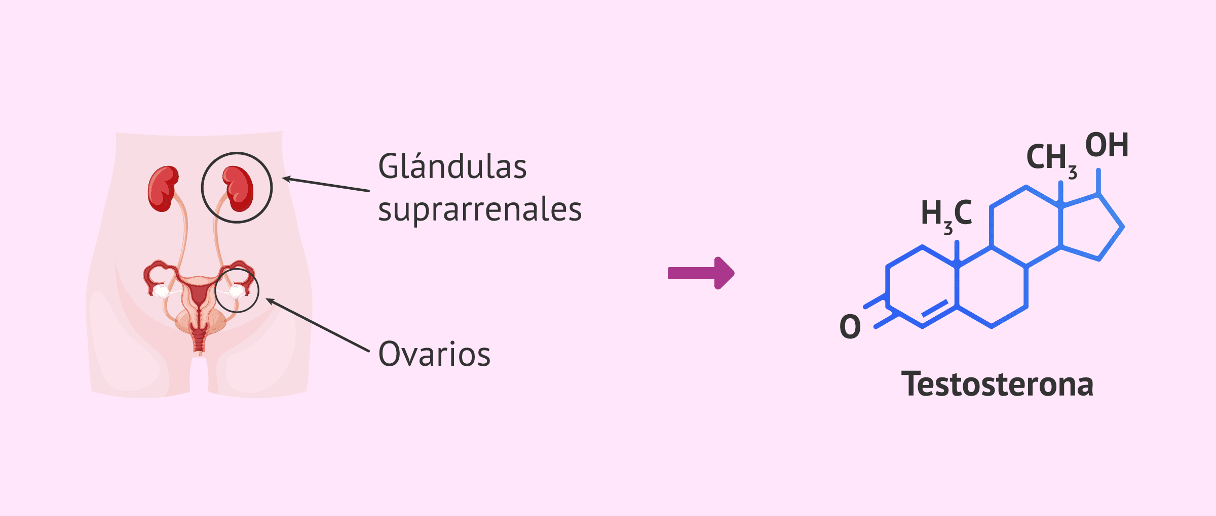 Imagen: Lugar de producción de la testosterona en la mujer