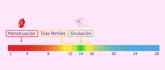 Imagen: Ciclo menstrual regular y días fértiles