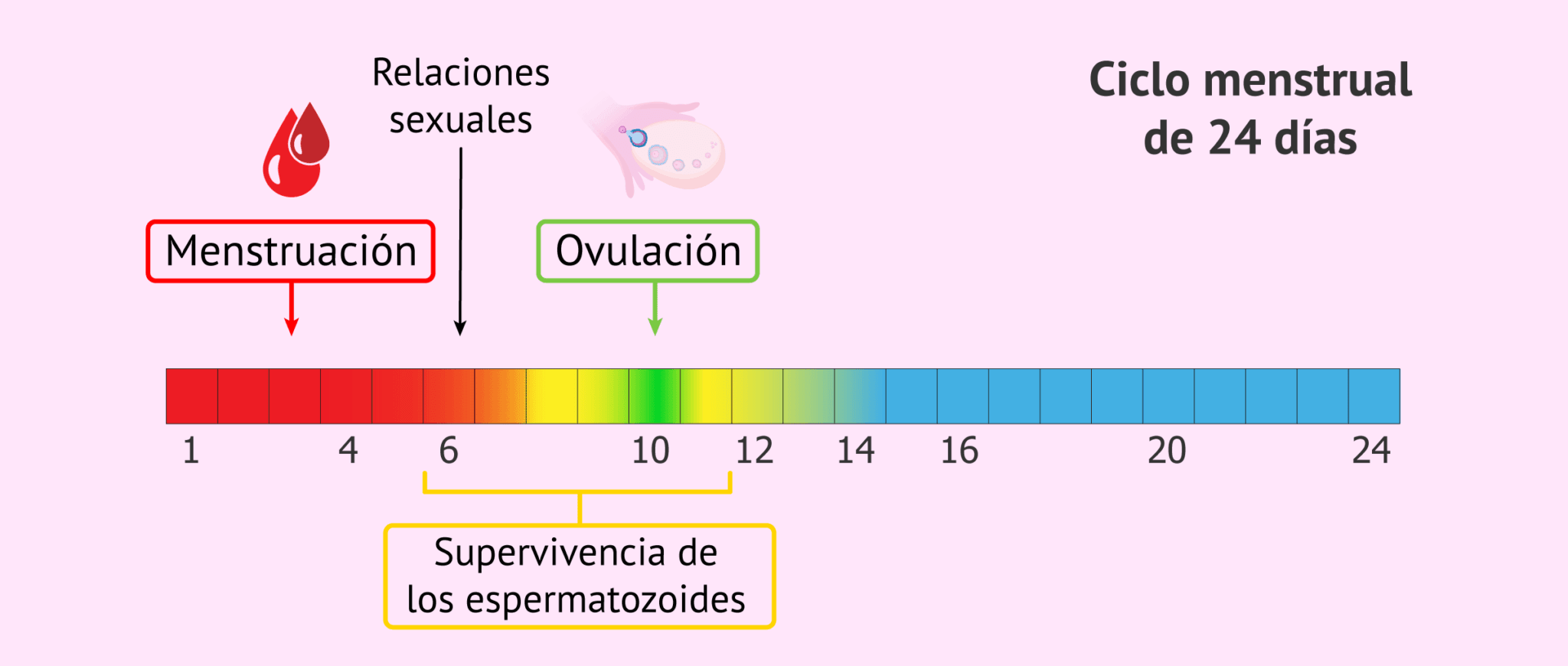 ¿Es posible quedarse embarazada en los días de la menstruación?