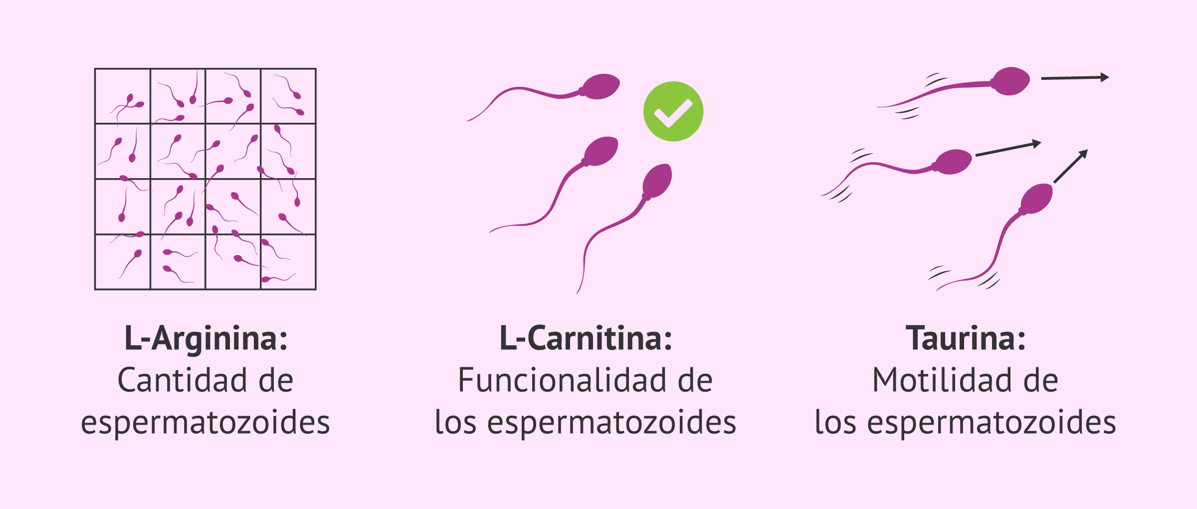 Imagen: Papel de los aminoácidos en la maduración espermática