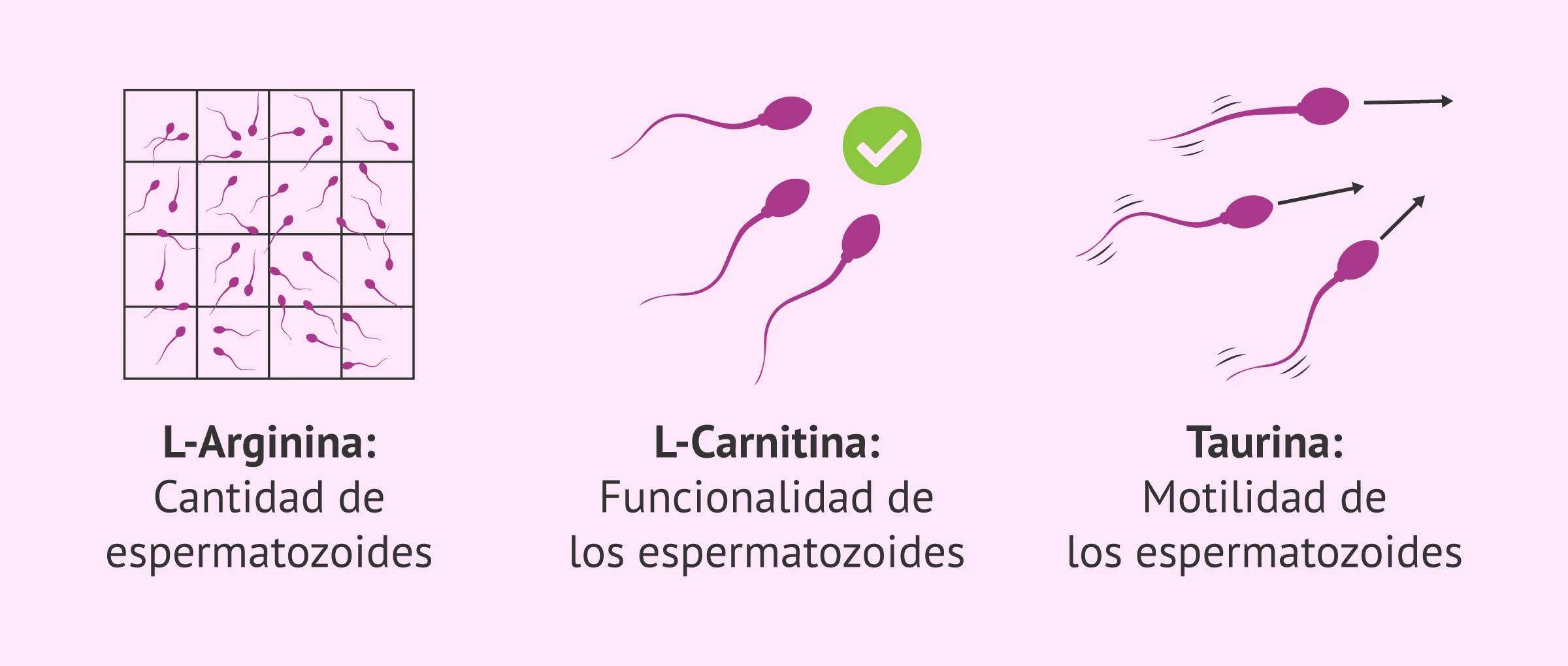 l-carnitine benefits for weight loss how does l carnitine help with weight loss Fast&Up L-Carnitine 3000 mg