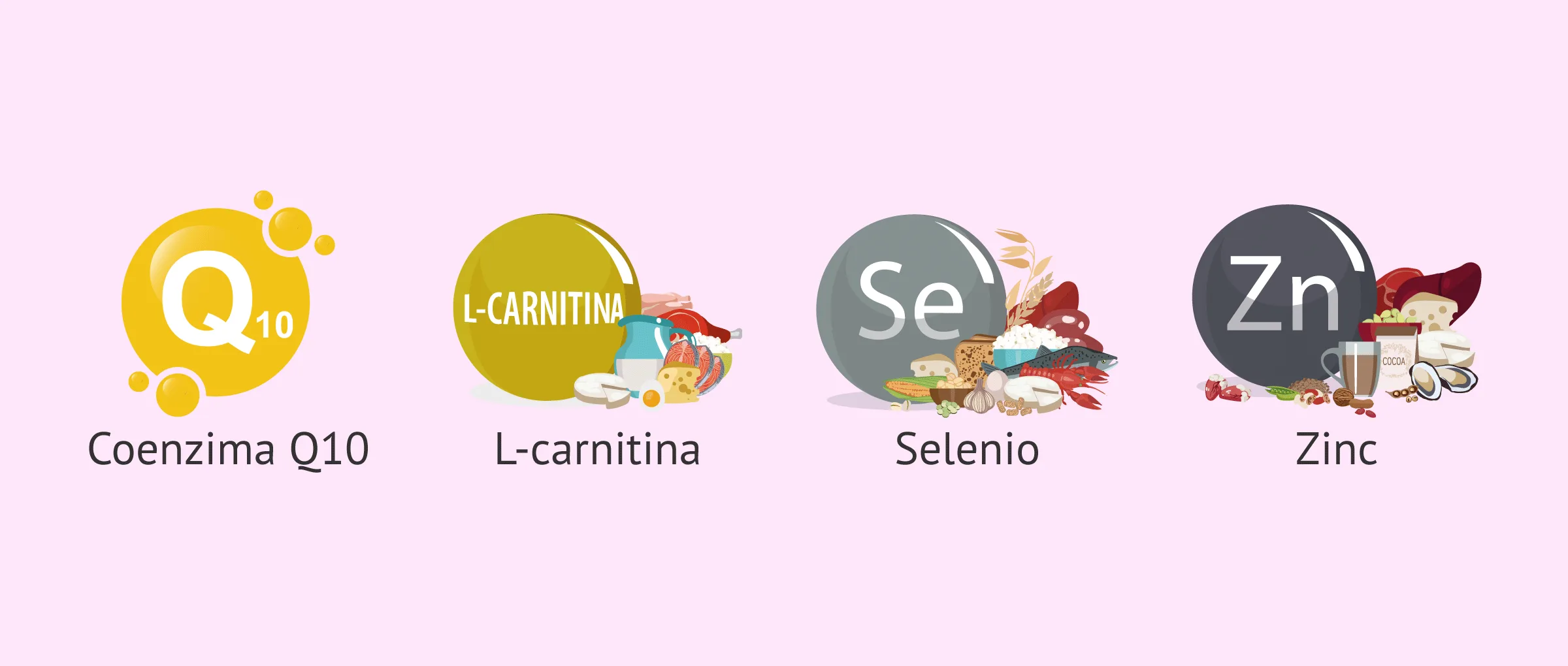 la mejor l carnitina para hombres exito.com