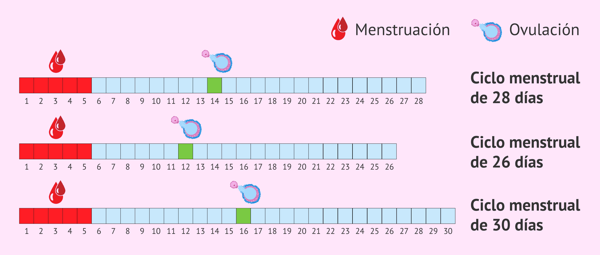 Imagen: ¿Cuándo se produce la ovulación en un ciclo menstrual?