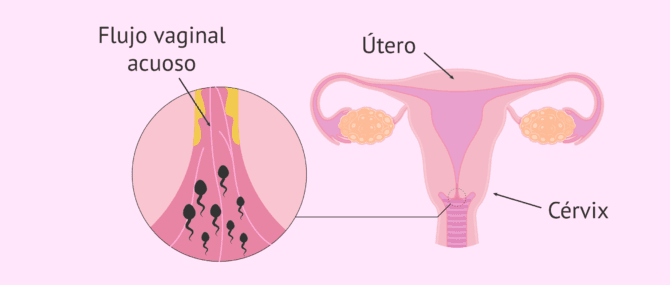 Imagen: Funciones del moco cervical