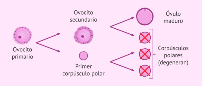 Imagen: Proceso de la ovogénesis