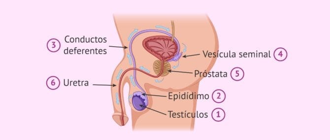 Imagen: Trayecto de los espermatozoides
