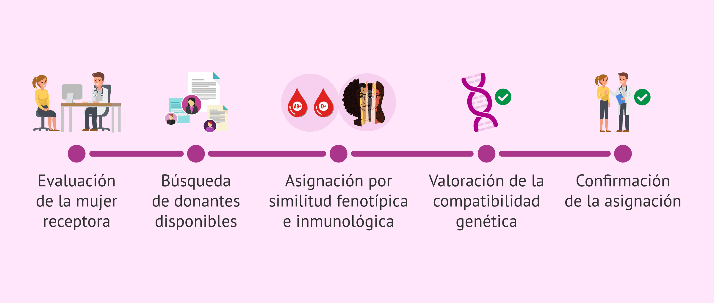 Imagen: Paso a paso para la asignación de una donante de óvulos