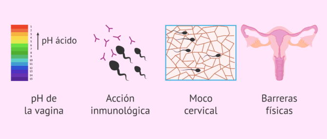 Imagen: Obstáculos para el viaje de los espermatozoides