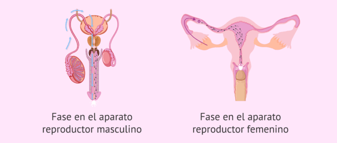 Imagen: ¿Cuál es el camino de los espermatozoides?