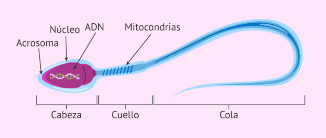 Imagen: Maduración del espermatozoide