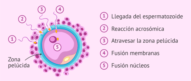 Imagen: ¿Qué es la reacción acrosómica?