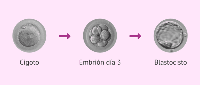 Imagen: Cigoto, embrión y blastocisto