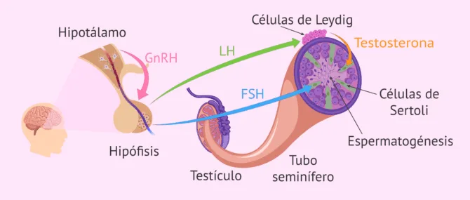 Imagen: Hormonas implicadas en la producción de espermatozoides