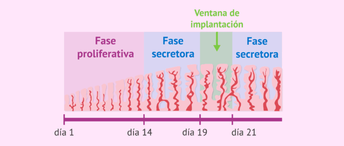 Imagen: Ventana de implantación embrionaria