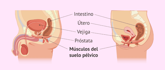 Imagen: ¿Dónde se localiza el suelo pélvico?