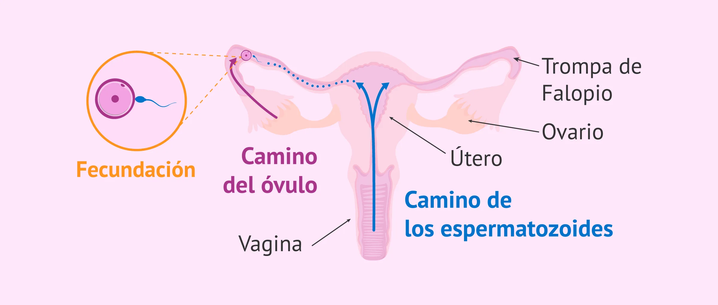 Imagen: Ascenso de los espermatozoides hacia las trompas de Falopio y fecundación