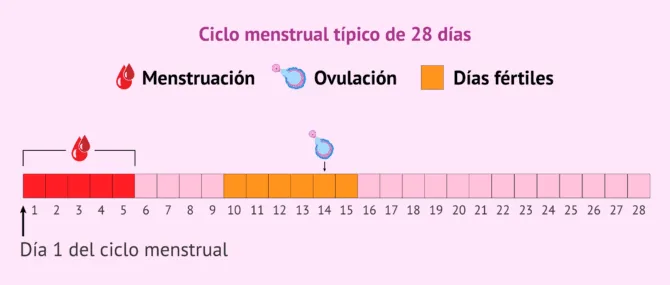 Imagen: ¿Cuáles son los días más fértiles?