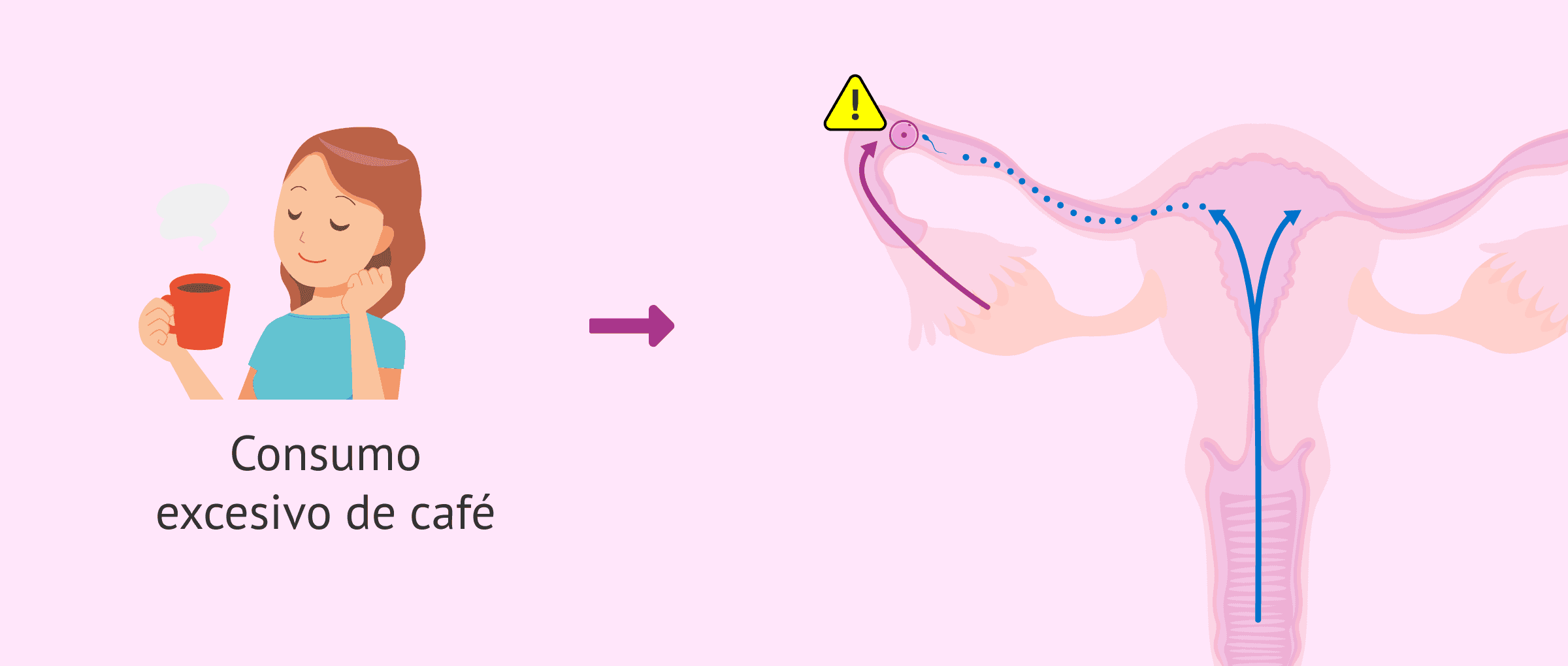 ¿Cuáles son los efectos de la cafeína en la fertilidad?  ¿Y en el embarazo?