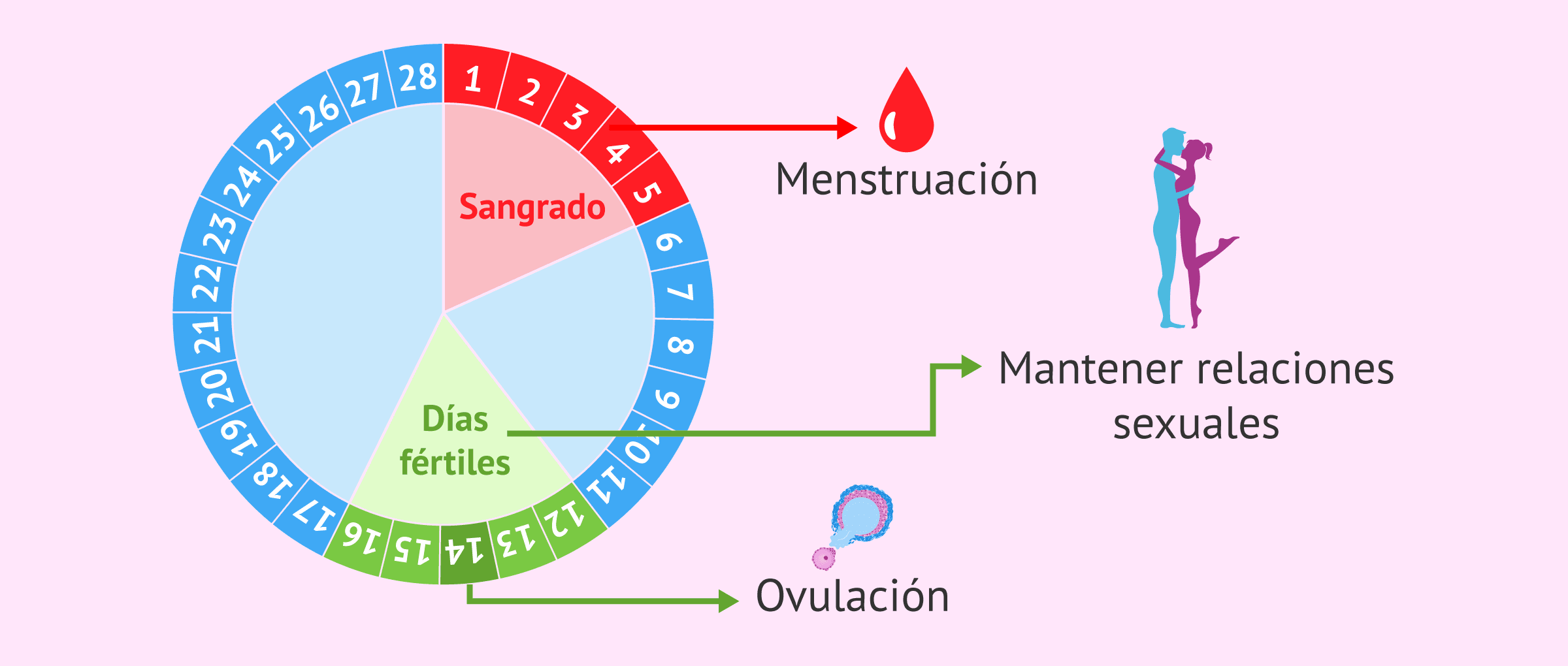 Imagen: ¿Cómo calcular los días fértiles en un ciclo regular?
