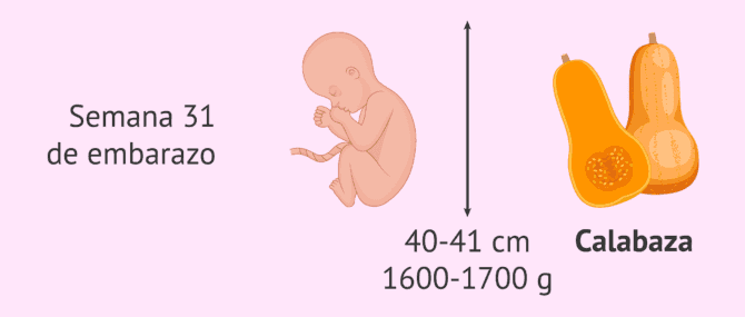 Imagen: ¿Cuánto mide el bebé en la semana 31?