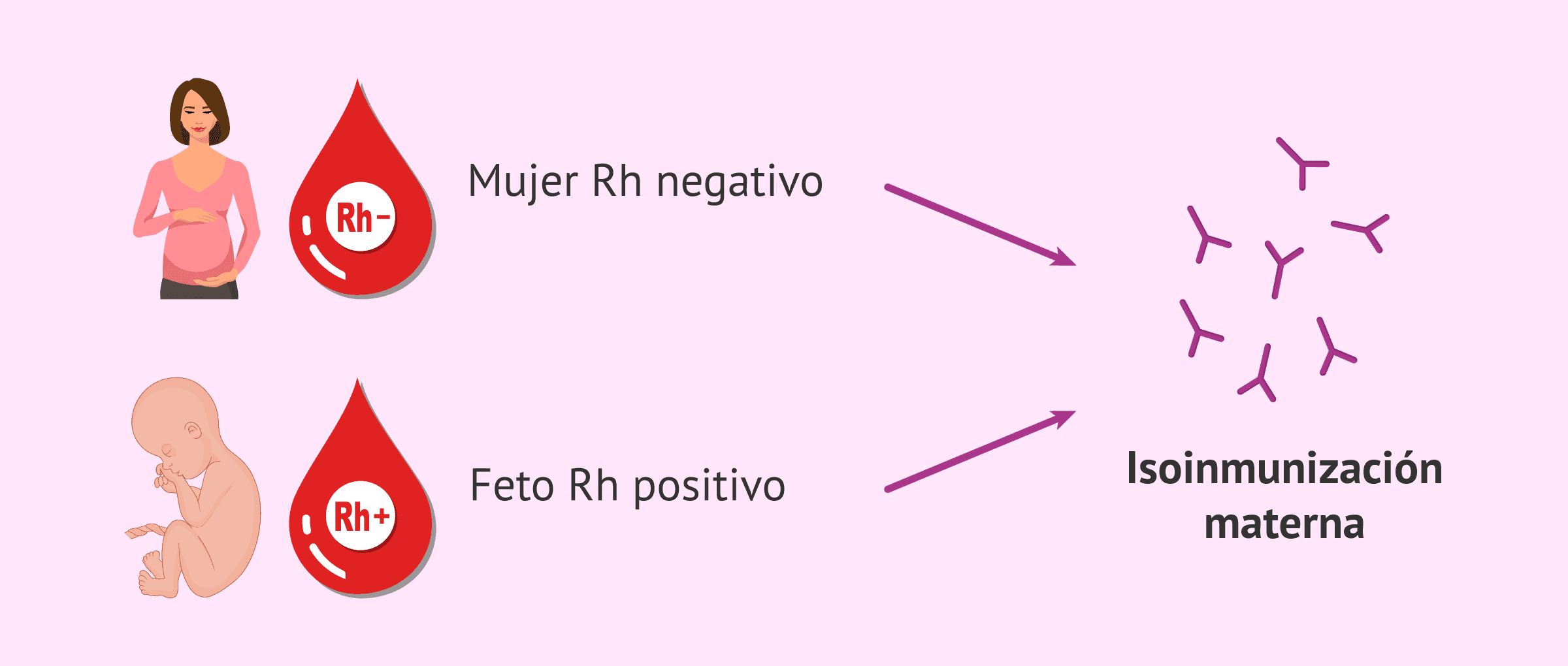 Isoinmunización materna por incompatibilidad Rh, ¿qué riesgos hay?