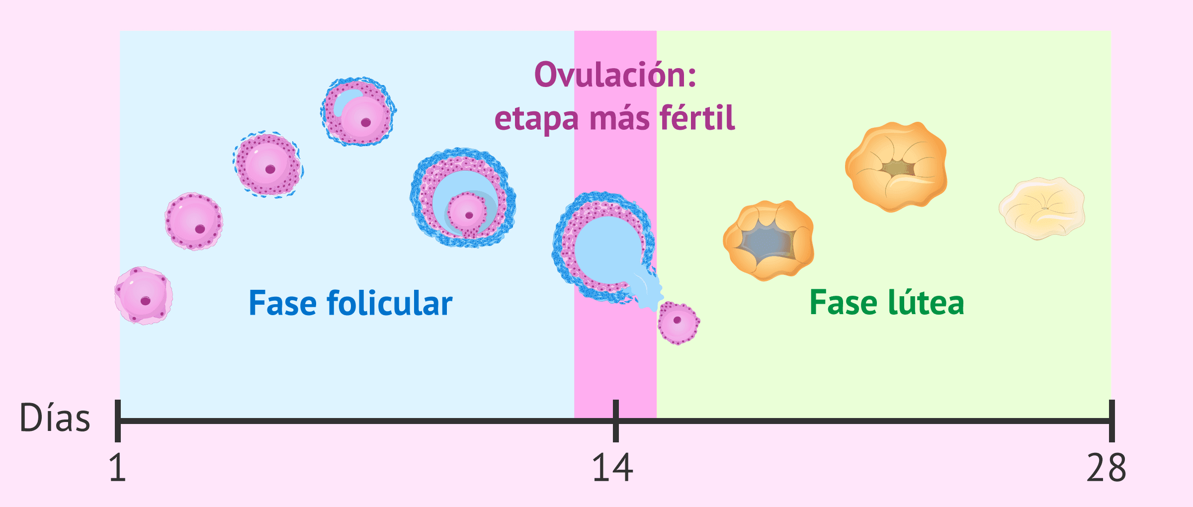 Etapas Del Ciclo Menstrual Y Periodo M s F rtil