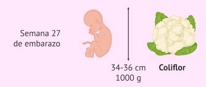 Imagen: Desarrollo gestacional durante la semana 27