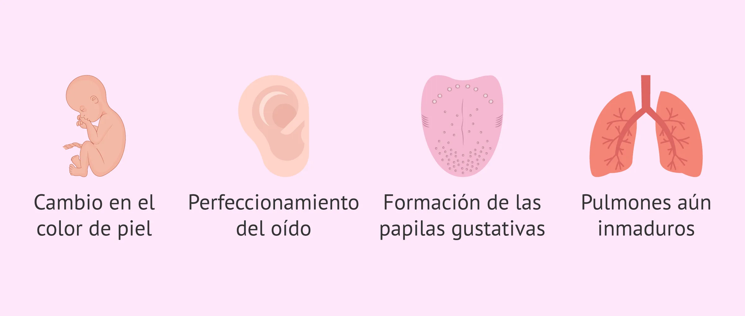 Imagen: Desarrollo del bebé en el sexto mes de embarazo