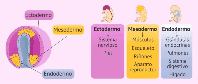 Imagen: Desarrollo de los órganos en el embrión