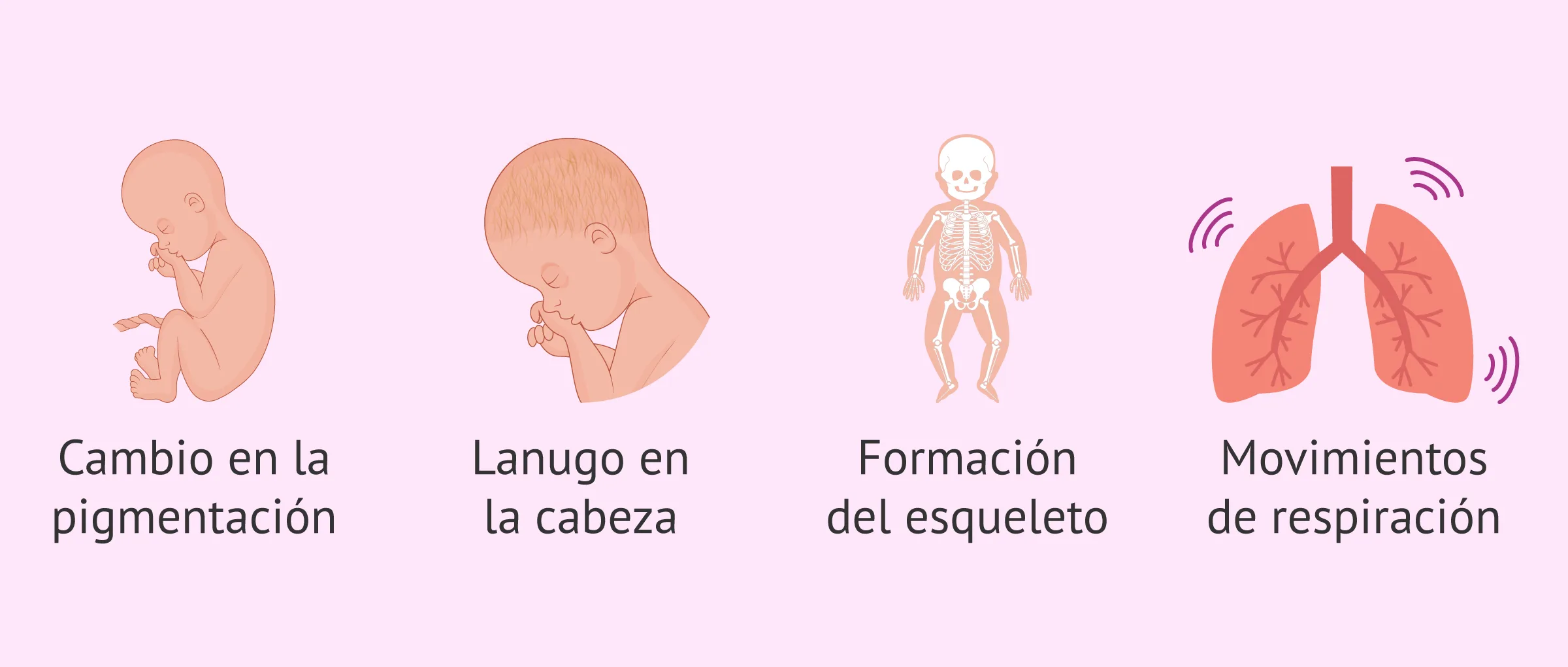 Imagen: Desarrollo del feto en la semana 23 de embarazo