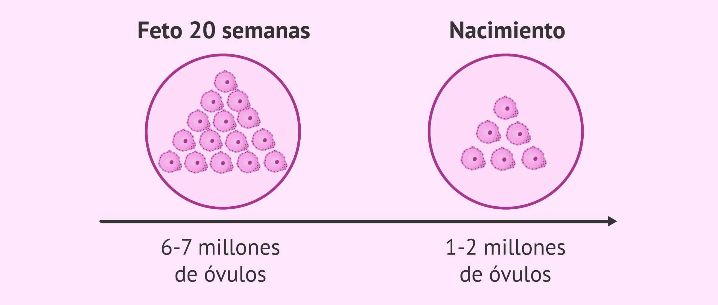 Imagen: Feto de sexo femenino a los 6 meses