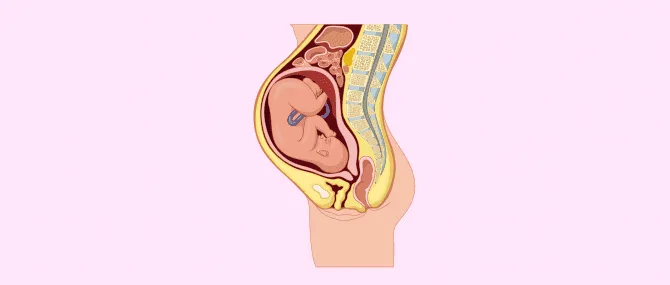 Imagen: Posición del feto a los 8 meses de gestación