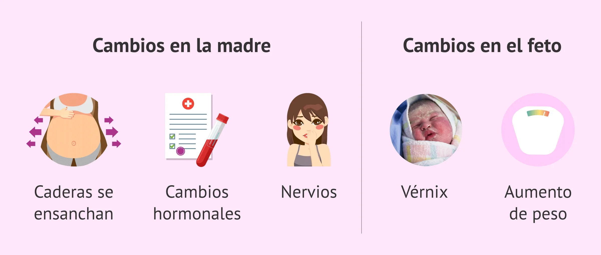 Imagen: Cambios en la madre y el feto en la semana 30