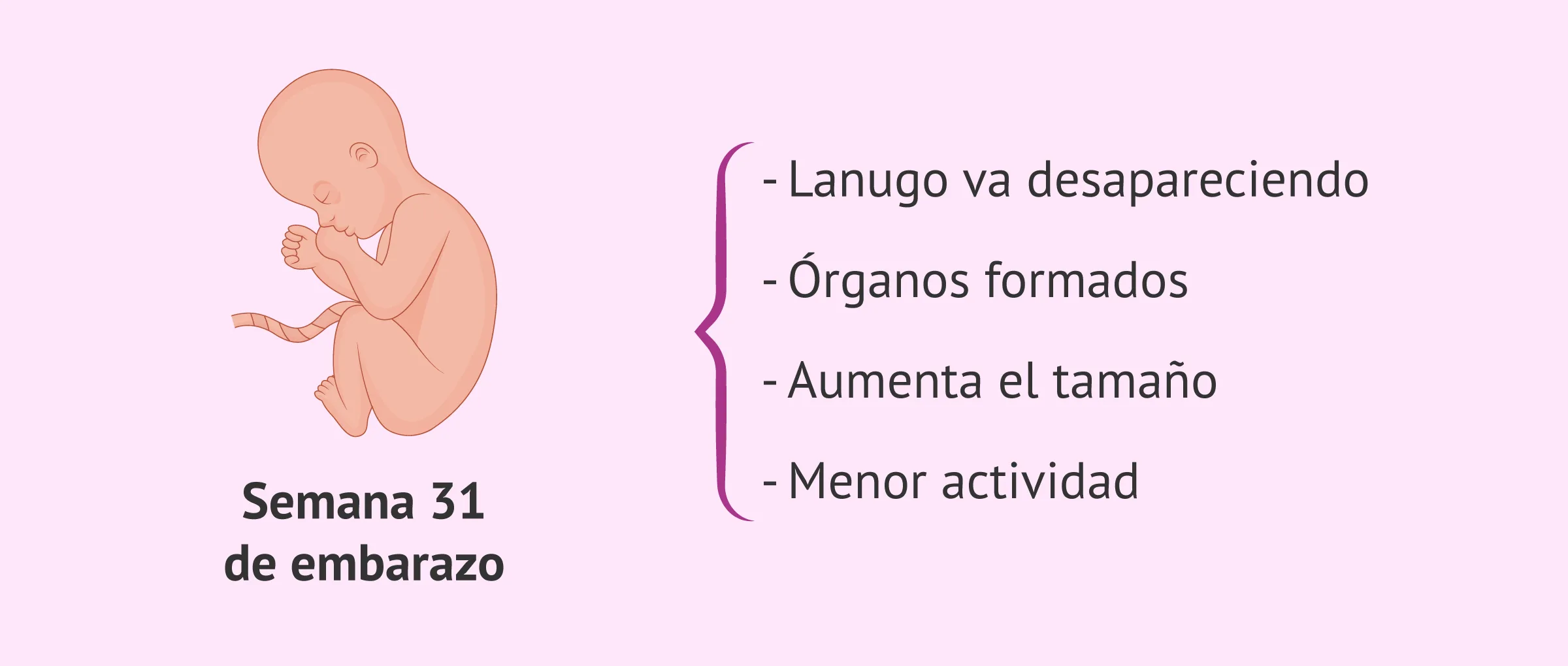 Imagen: Feto en la semana 31 de embarazo