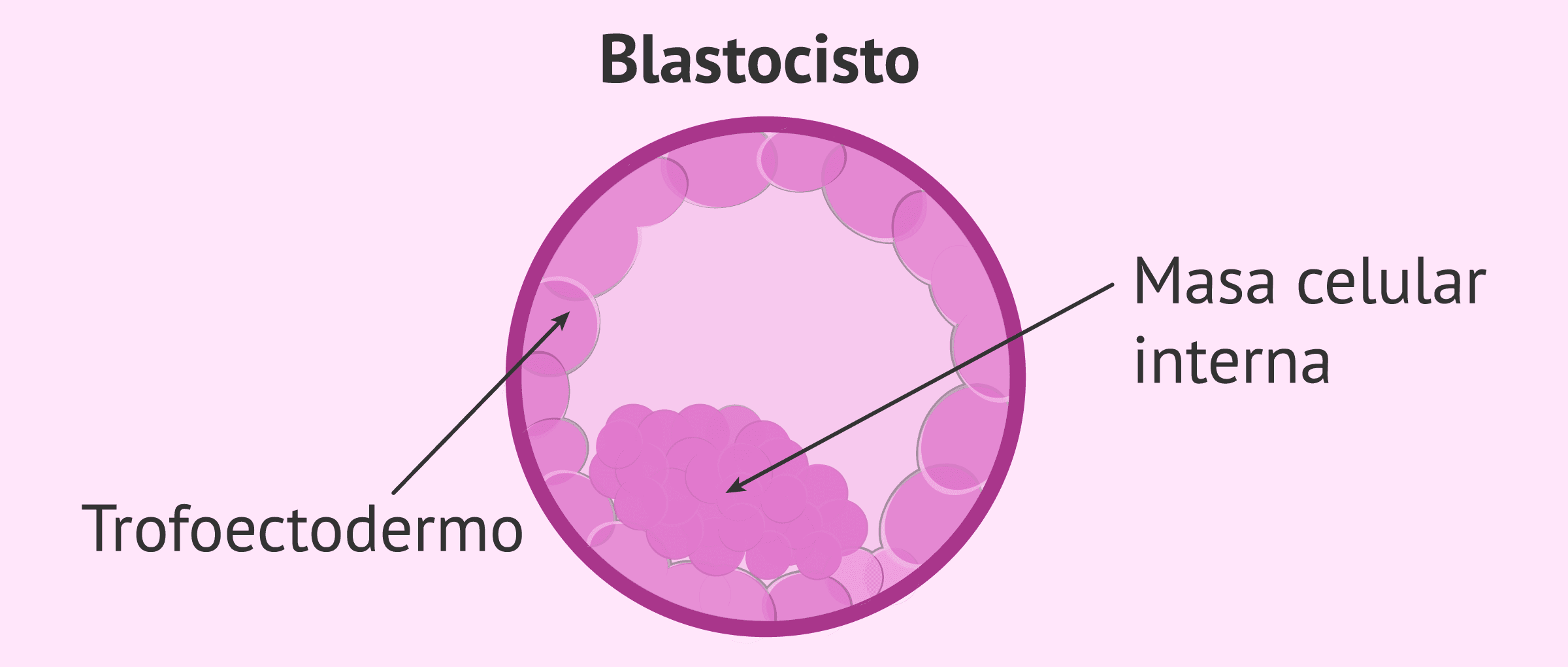 Imagen: trofoectodermo-glosario