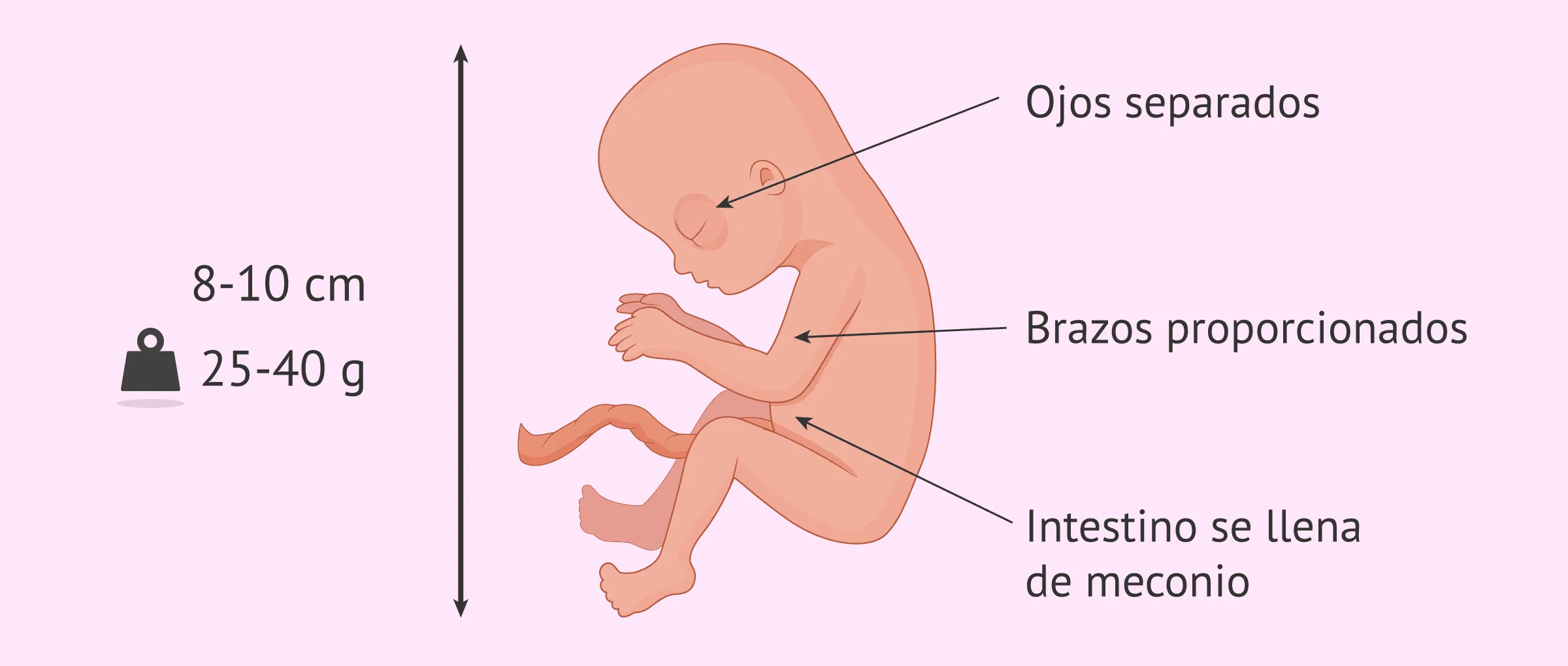 Imagen: Cambios en el feto en la semana 14