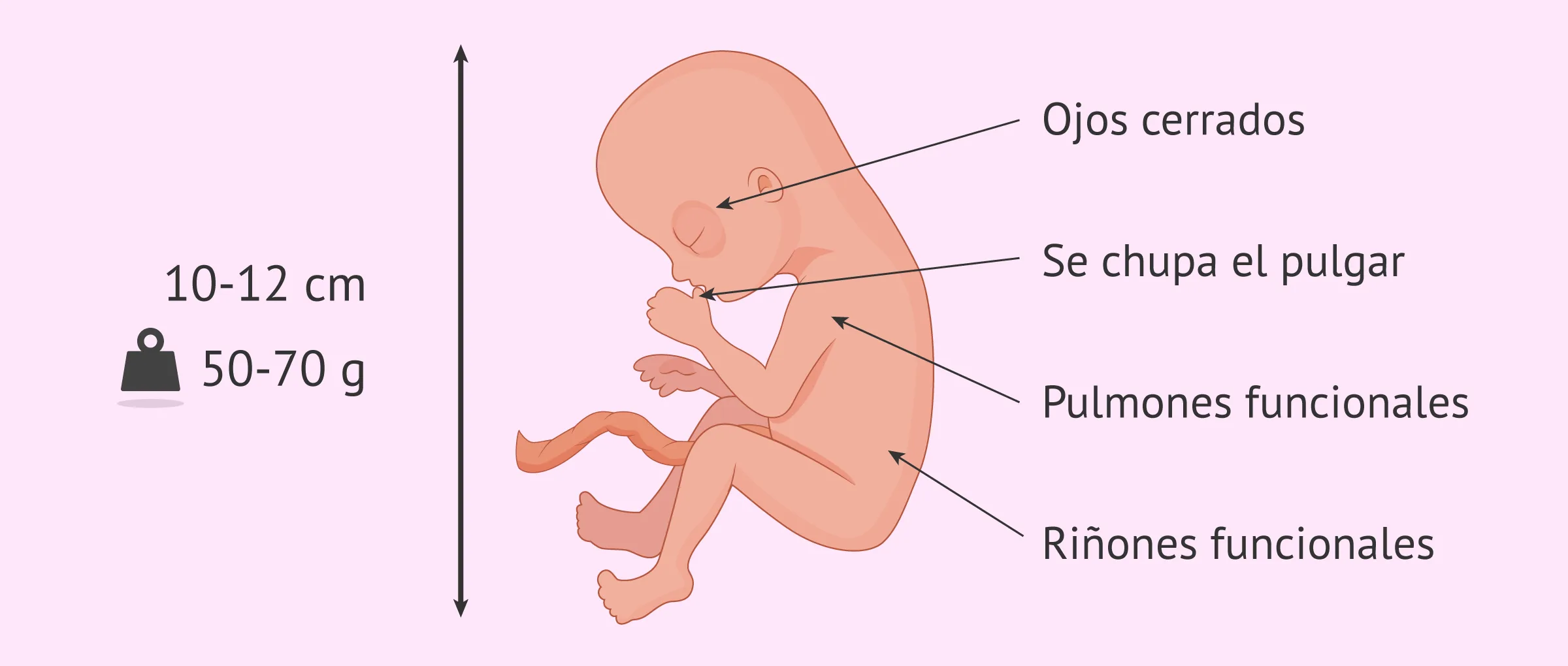 Imagen: Características del feto en la semana 15