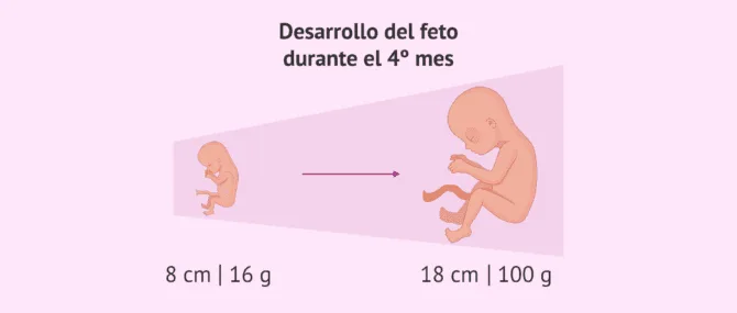 Imagen: Cuarto mes de embarazo