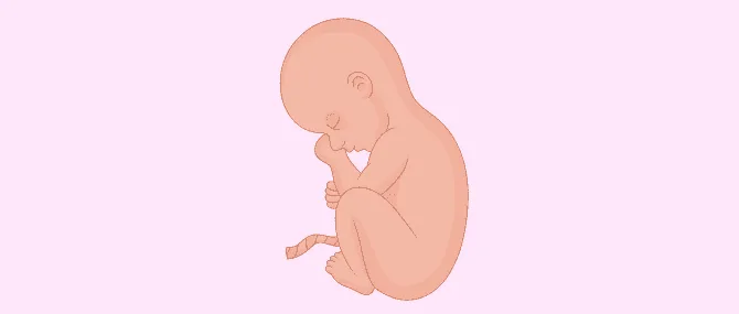 Imagen: Último mes de gestación