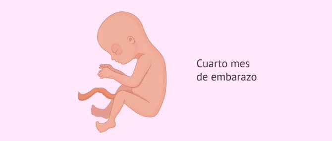Imagen: Desarrollo embrionario en el cuarto mes
