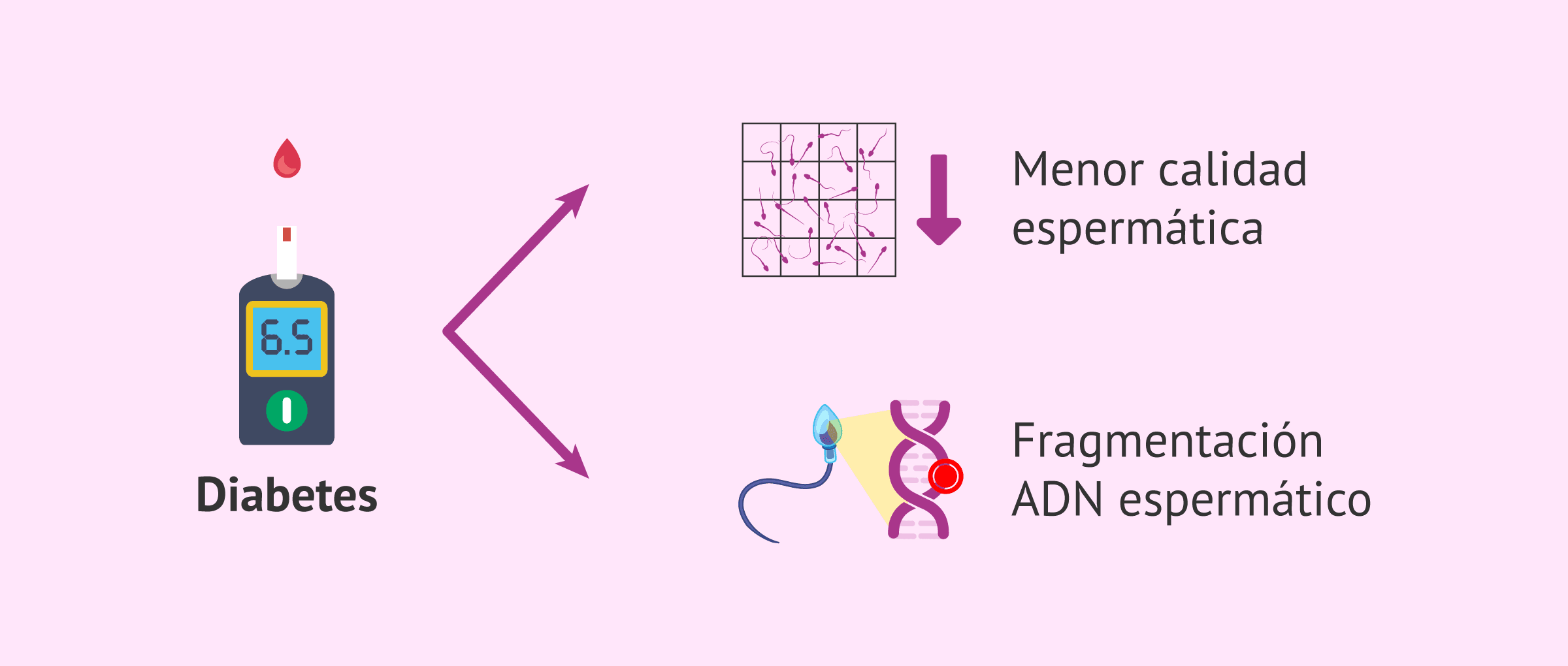 Imagen: Efectos de la diabetes sobre la fertilidad masculina