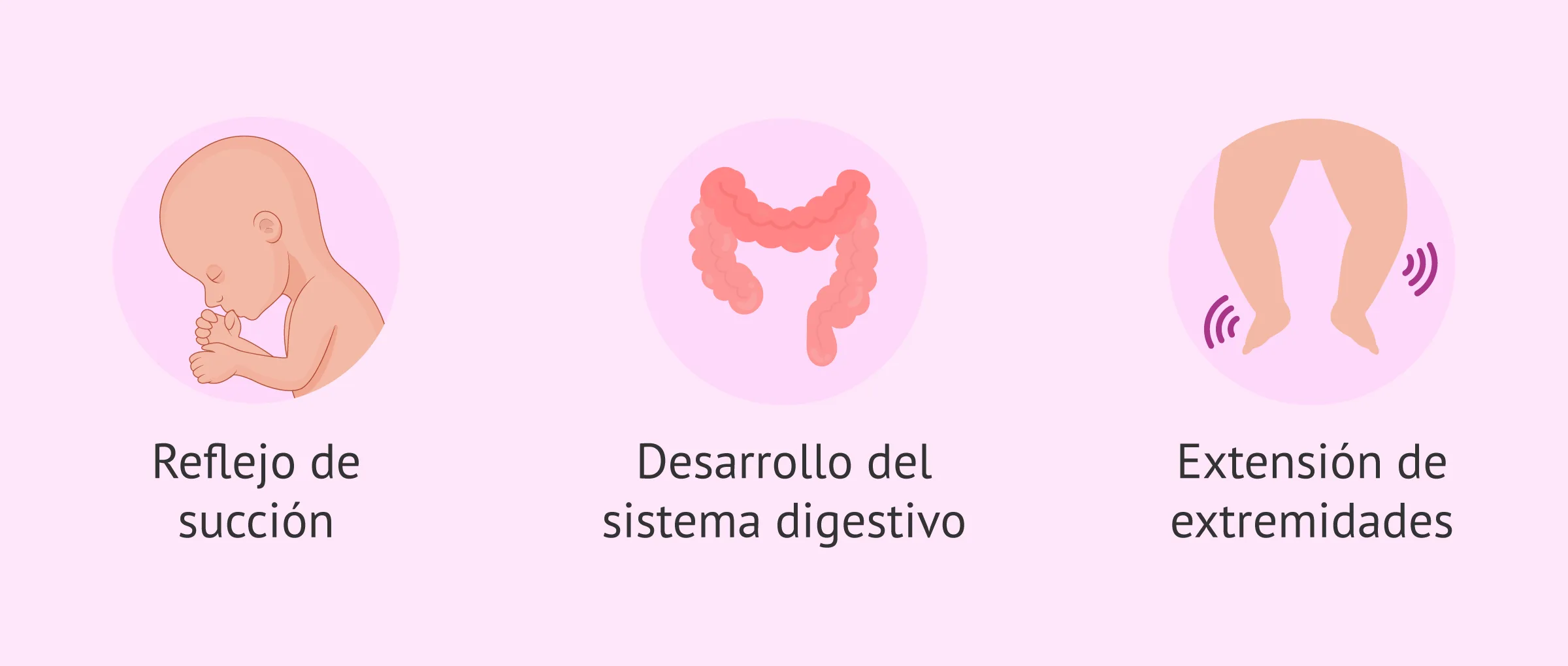 Imagen: Cambios en el feto en el séptimo mes de embarazo
