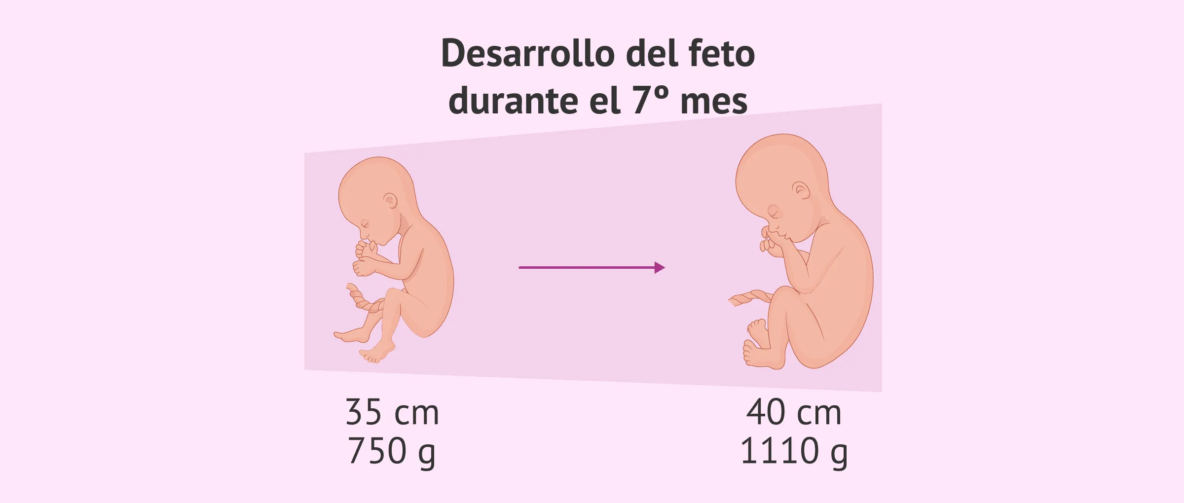 El séptimo mes de embarazo