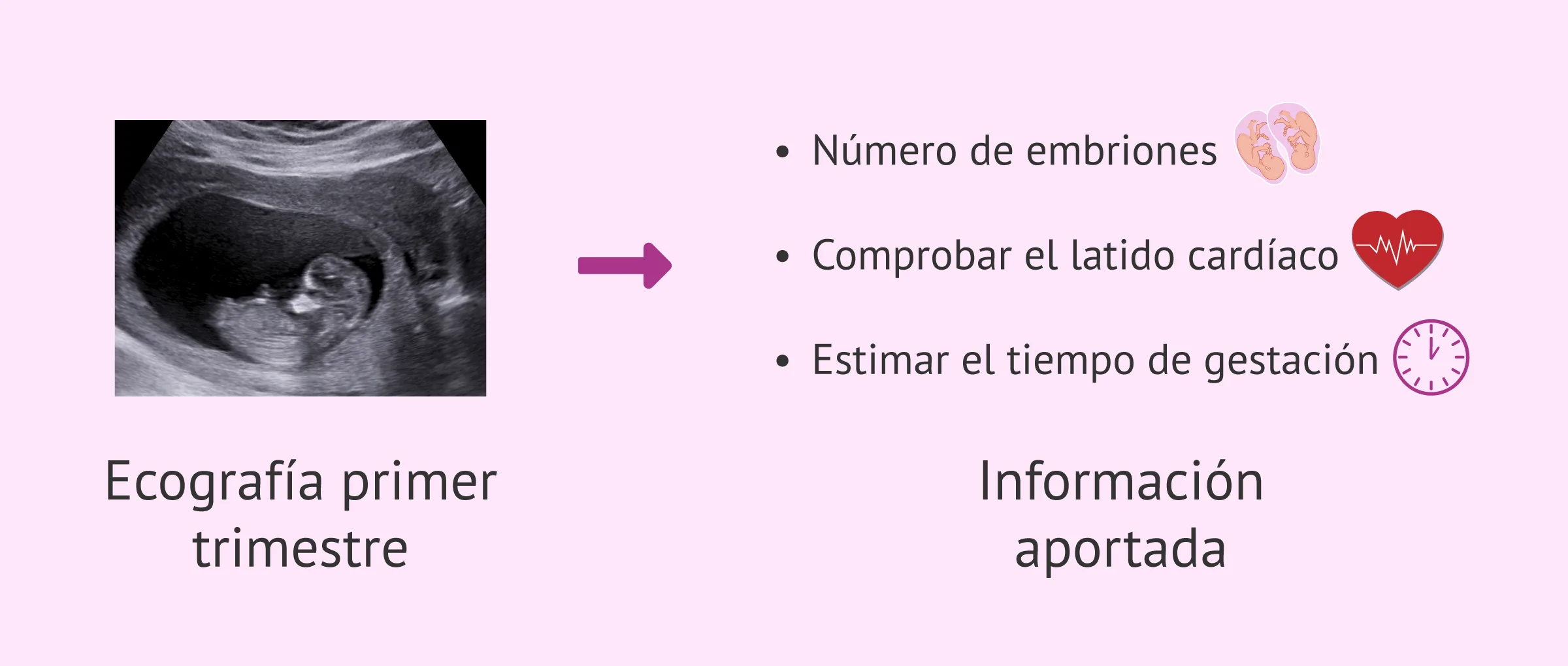 Semana 6 de embarazo evolucion del embrion y sintomas