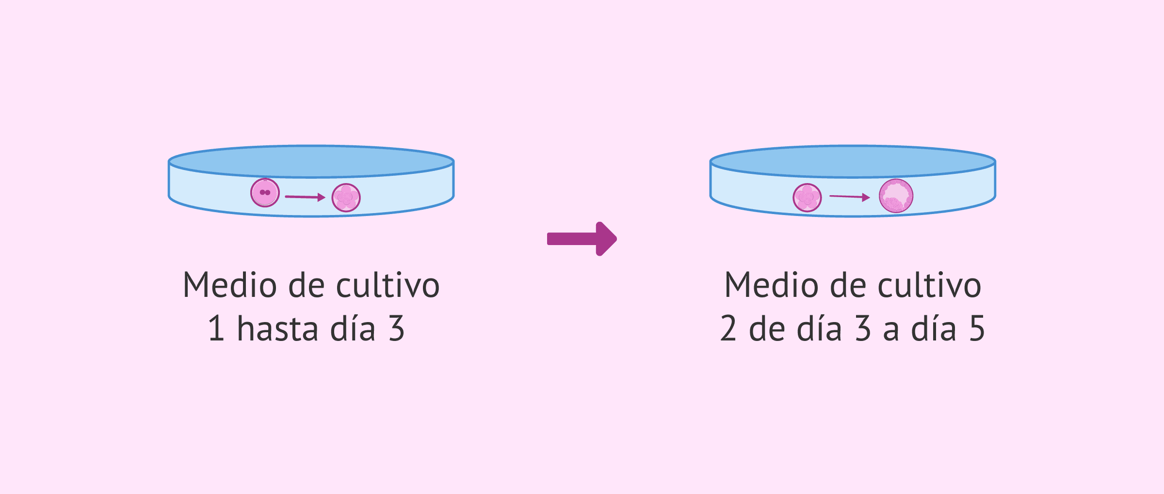 Imagen: ¿Cómo es el cultivo secuencial de los embriones?