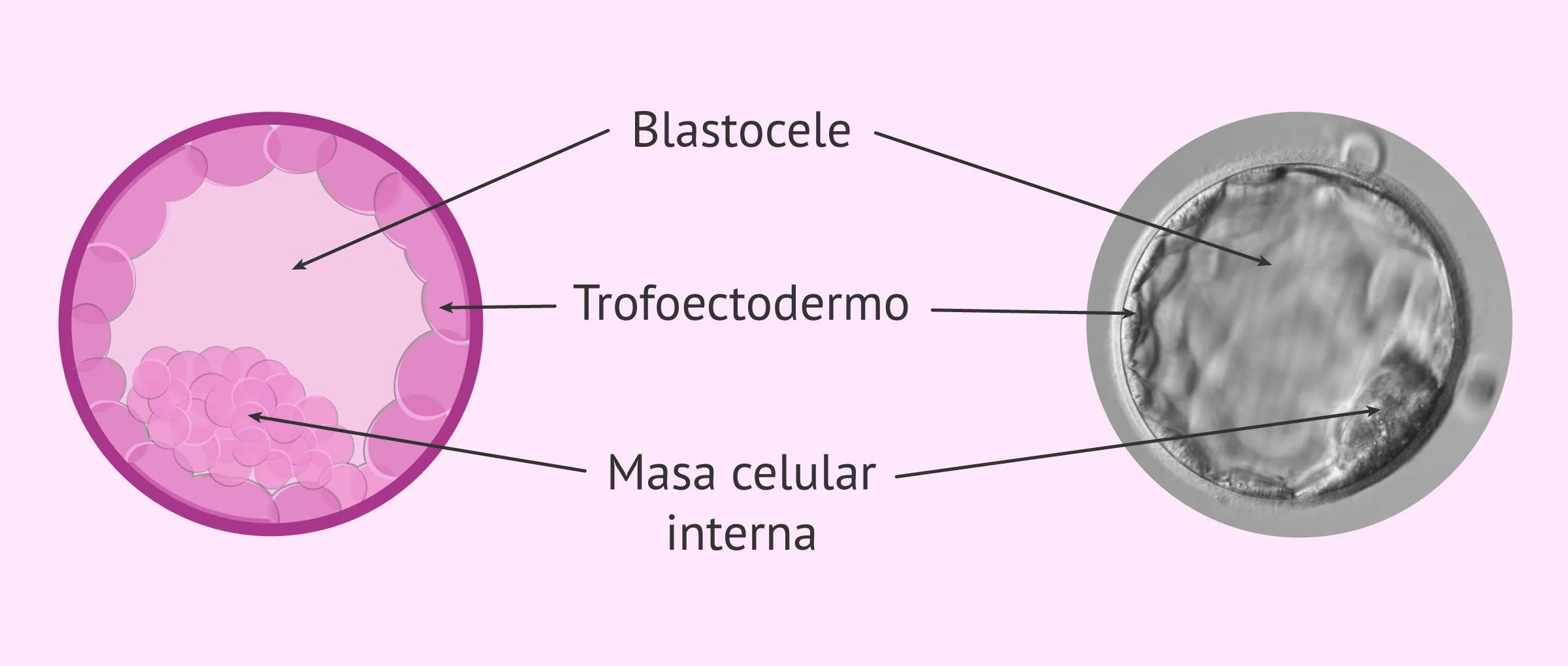 Estructura de un blastocisto