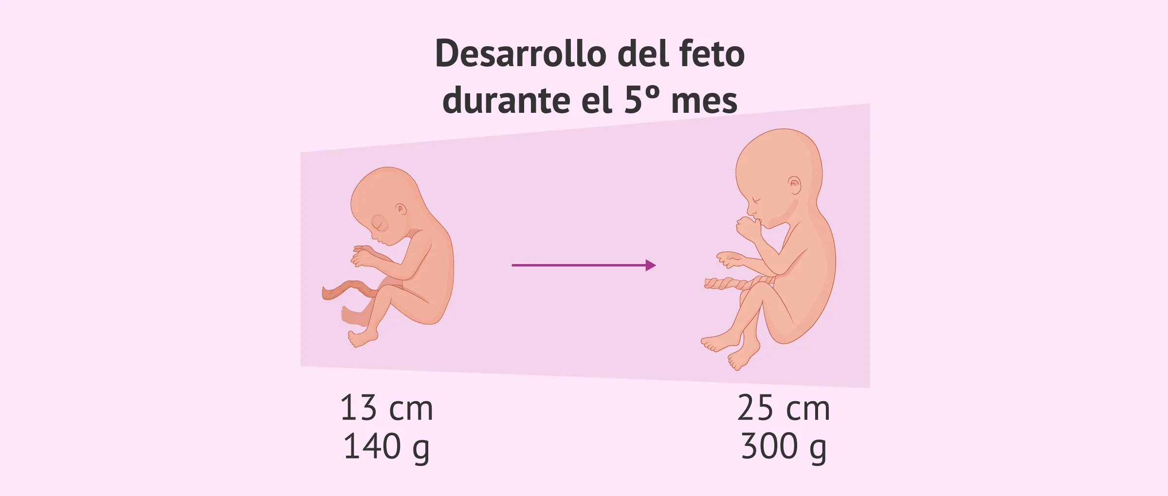 Imagen: Desarrollo del bebé en el quinto mes de embarazo