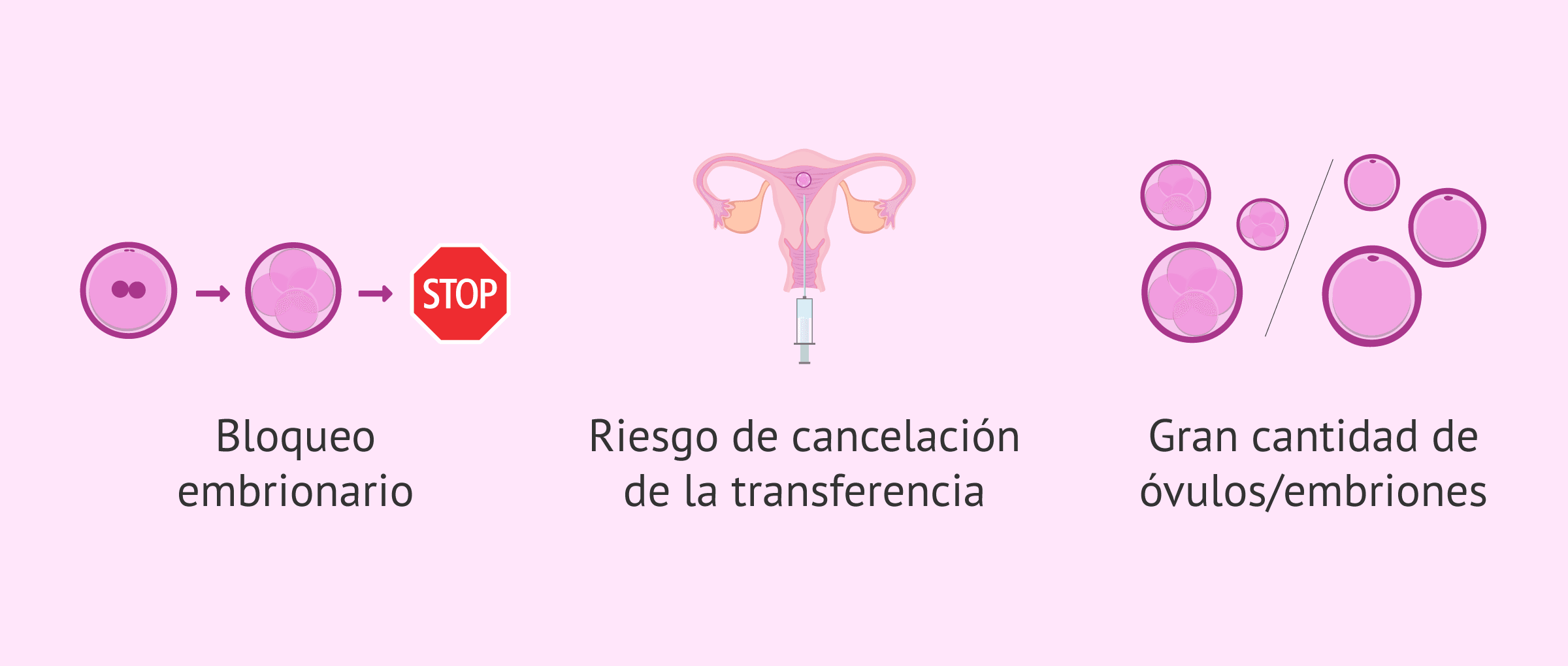 Imagen: Limitaciones del cultivo largo de embriones